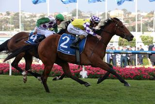 Sacred Elixir (NZ) Shines at Moonee Valley. Photo: Equine Images.